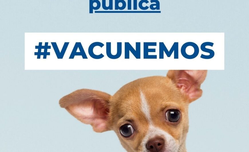 La importancia de la vacuna de la rabia en perros