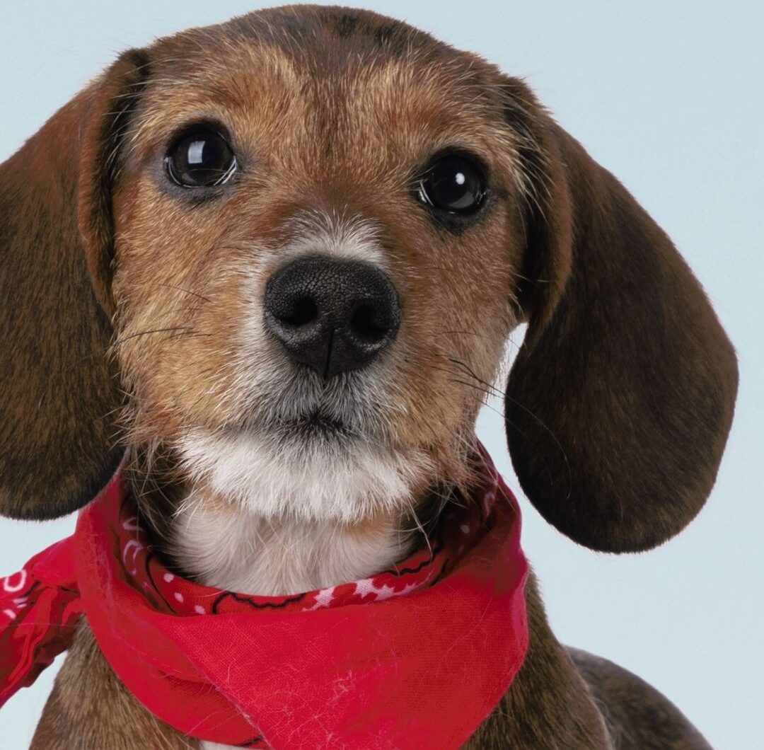 La primera consulta veterinaria de tu cachorro