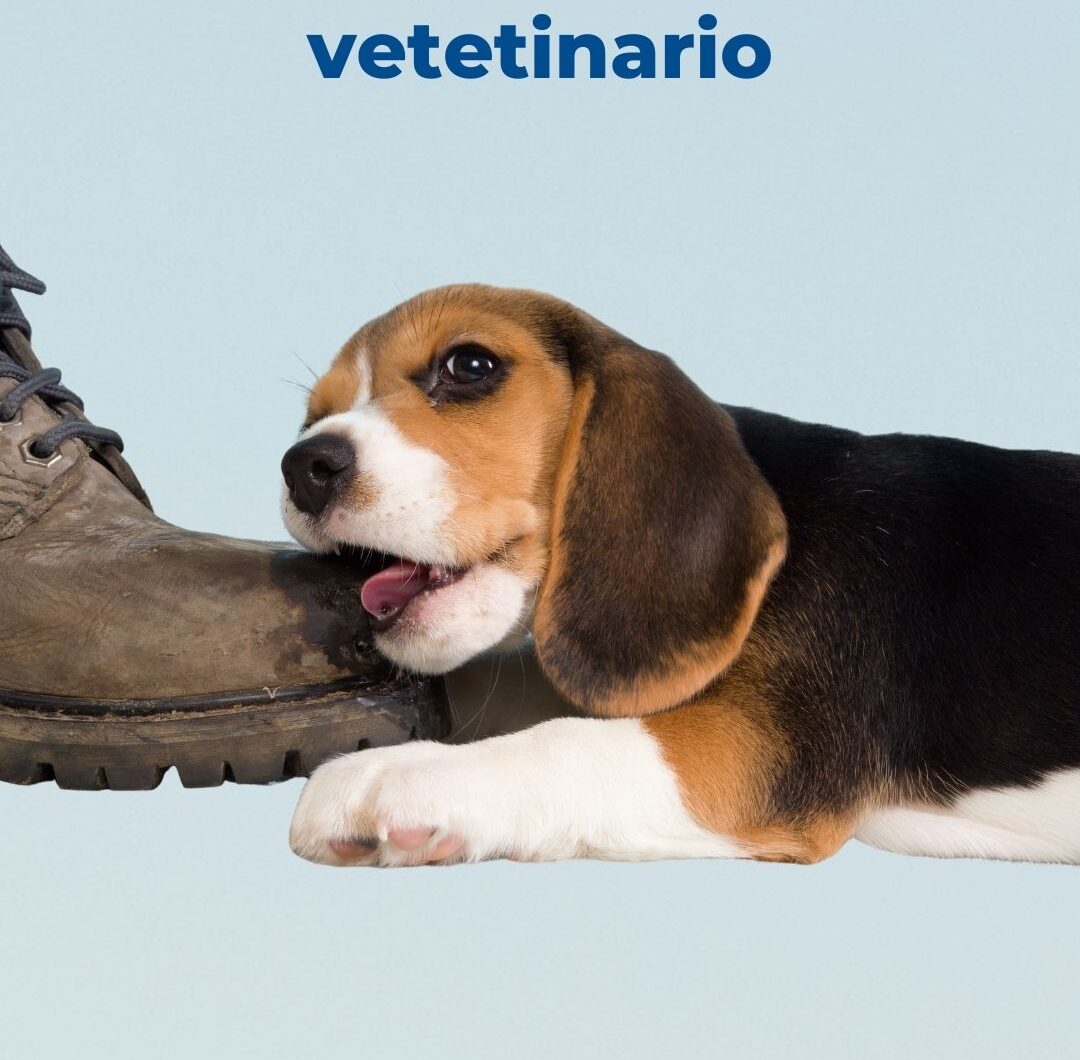 Problemas de comportamiento en cachorros