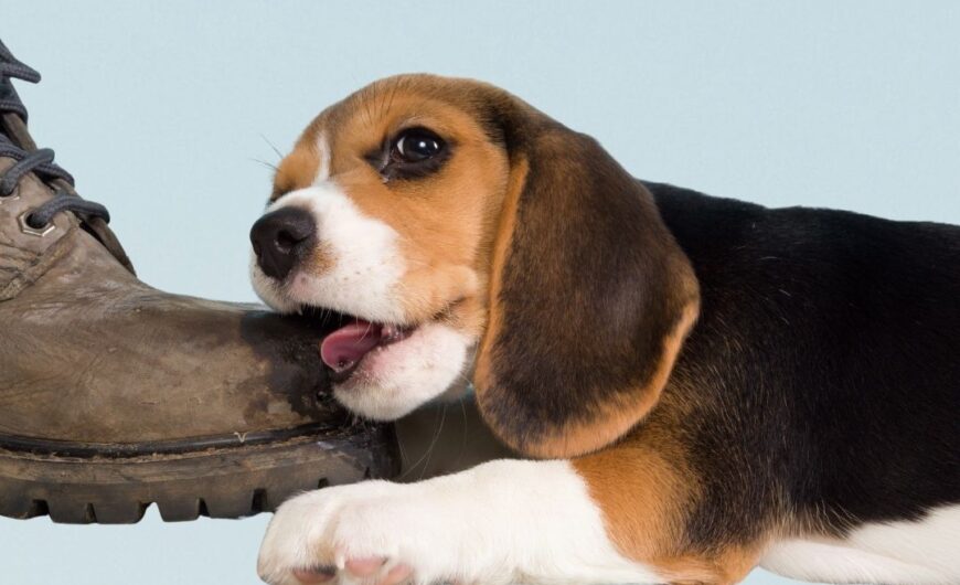 Problemas de comportamiento en cachorros