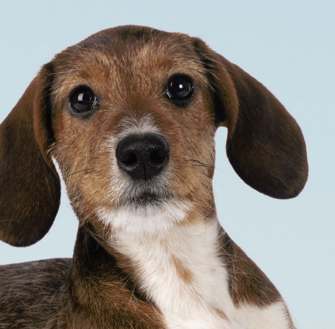 Problemas digestivos comunes en cachorros