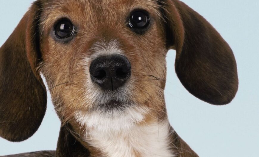 Problemas digestivos comunes en cachorros
