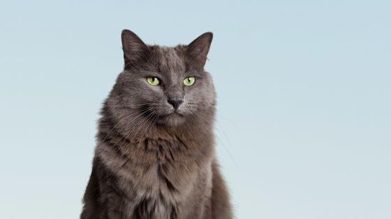 Consultas veterinarias para gatos adultos