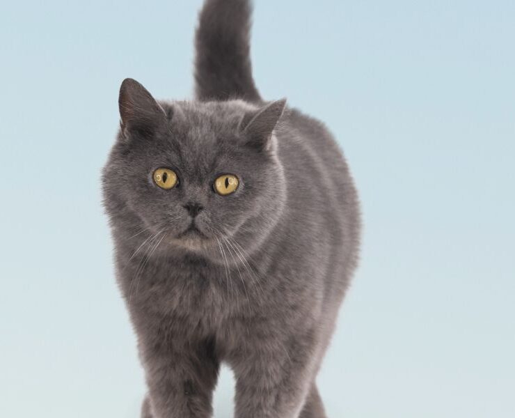 Consultas veterinarias para gatos de 14 años