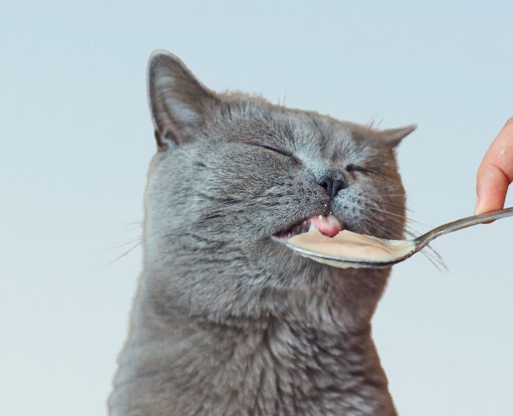 Consultas veterinarias para gatos de 13 años