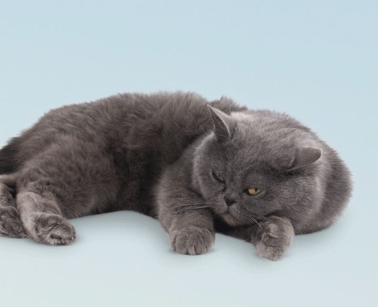 Consultas veterinarias para gatos de 12 años