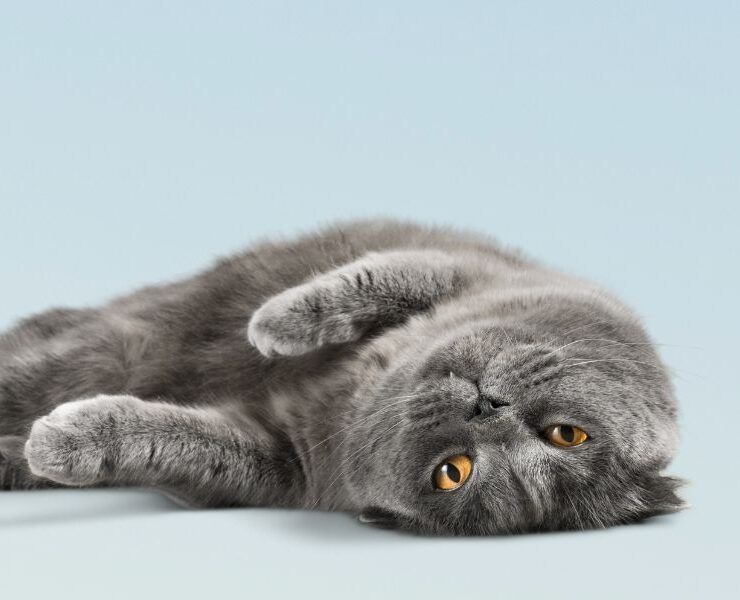 Consultas veterinarias para gatos de 11 años