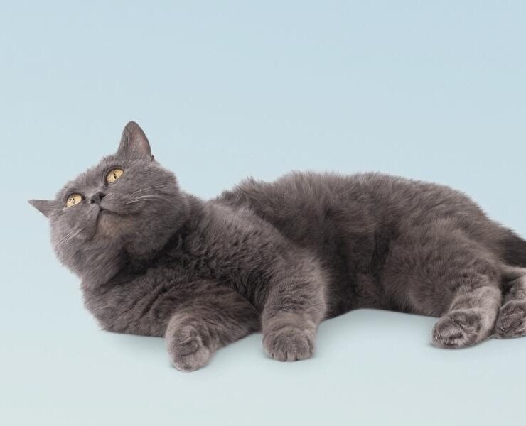Consultas veterinarias para gatos de 10 años