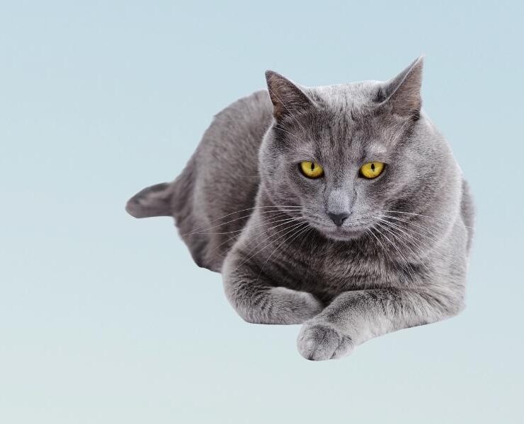 Consultas veterinarias para gatos de 9 años