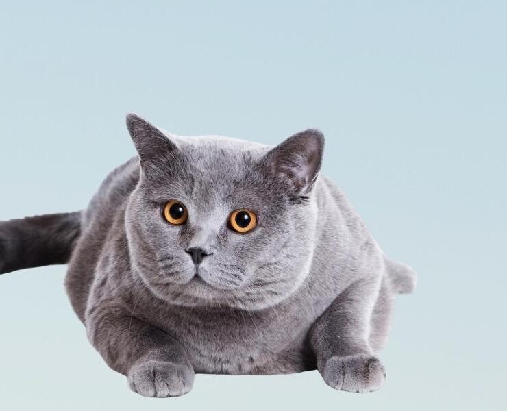 Consultas veterinarias para gatos de 8 años
