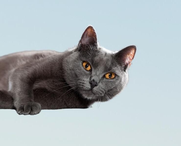 Consultas veterinarias para gatos de 7 años