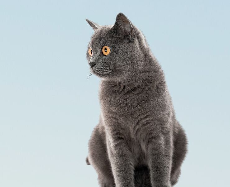 Consultas veterinarias para gatos de 5 años