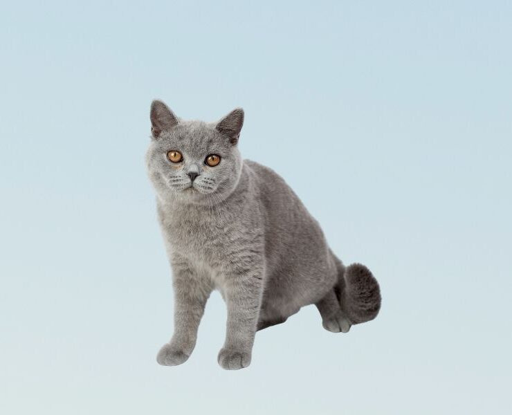 Consultas veterinarias para gatos de 2 años