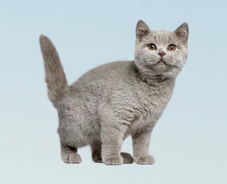 Consultas veterinarias para gatos de hasta 1 año