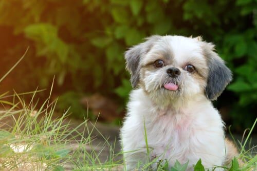 Características del shih tzu