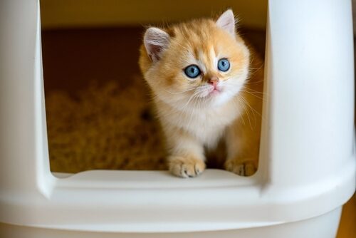 Estreñimiento en gatos bebés: síntomas, causas y tratamiento