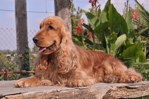 Características del cocker spaniel inglés