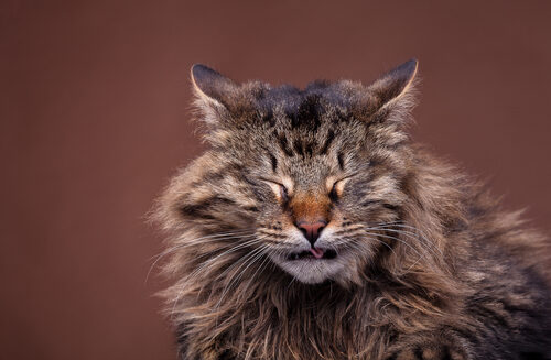 Estornudos frecuentes en gatos: causas y tratamiento