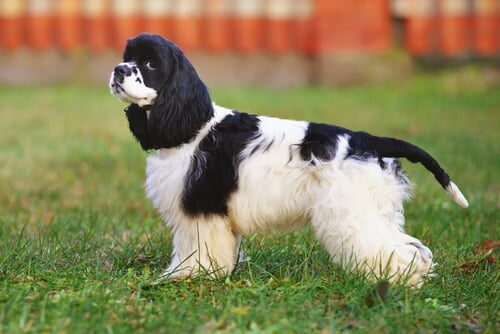 Características del cocker spaniel americano