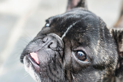 Síndrome vestibular en perros ancianos: tratamiento