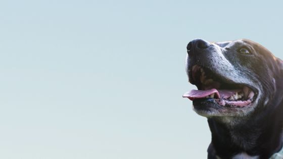 Consultas veterinarias para perros de 12 años