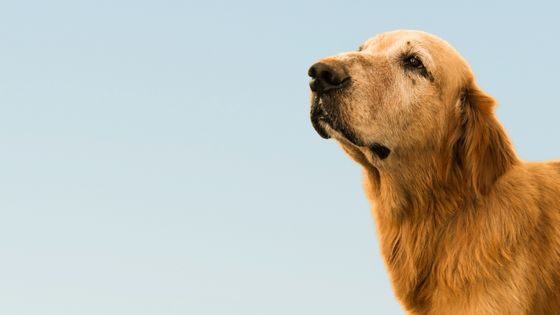 Enfermedad renal en perros de 8 años