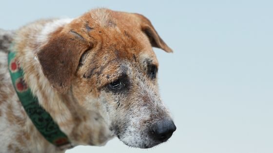 Enfermedades más comunes en perros a los 6 años