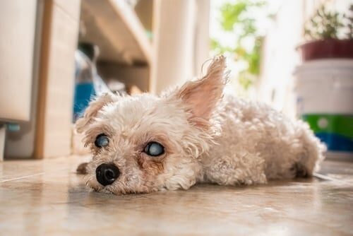 Cirugía de cataratas en perros: precio y en qué consiste