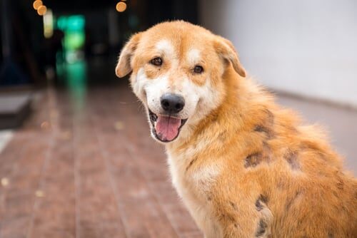 Cómo curar la sarna en perros