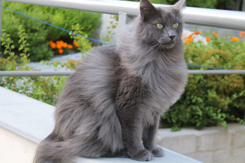 Características del gato nebelung