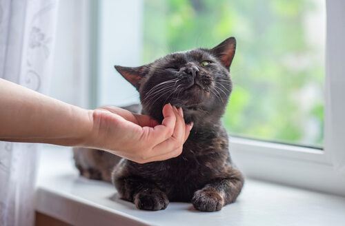 Cuánto vale adoptar un gato