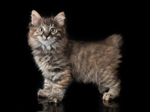 Características del gato kurilian bobtail