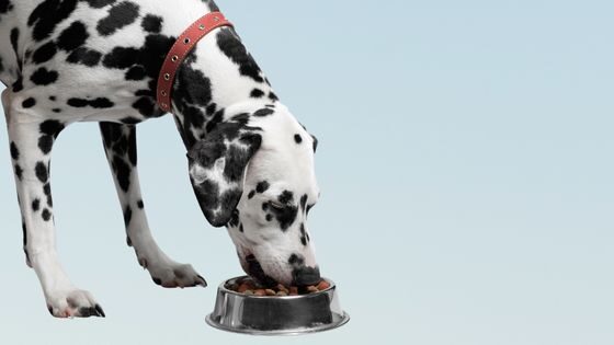 Alimento para perros con problemas digestivos