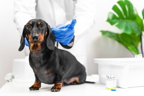 Vacuna contra la leishmania en perros: dudas frecuentes