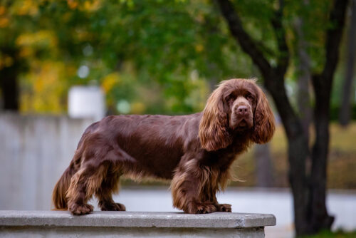 Sussex spaniel: características y cuidados