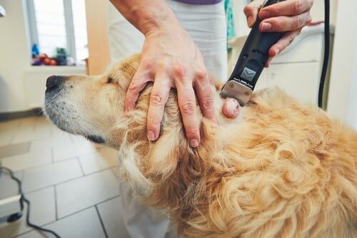 Tipos de cáncer de piel en perros: síntomas y tratamiento