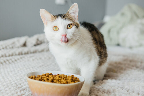 Cuánto debe comer un gato