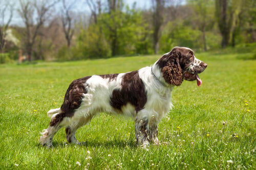 Springer spaniel inglés: características y cuidados