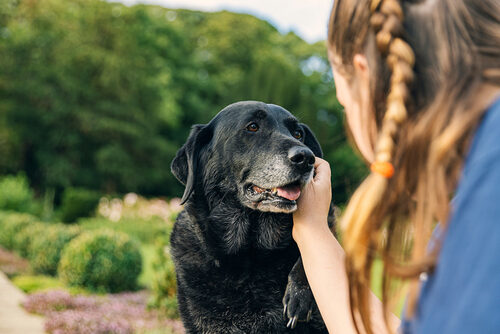 Tumores cerebrales en perros: tipos, síntomas y tratamiento