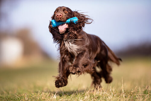 Spaniel de campo: características y cuidados