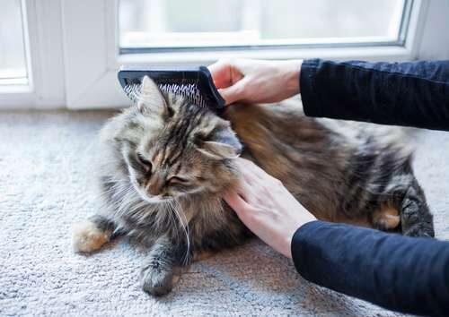 Cómo evitar la caída de pelo en gatos