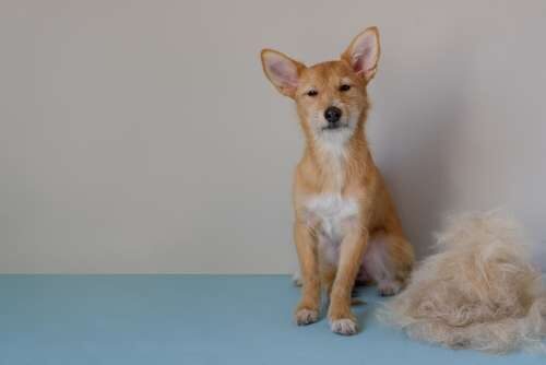 Cómo cepillar a un perro de pelo corto