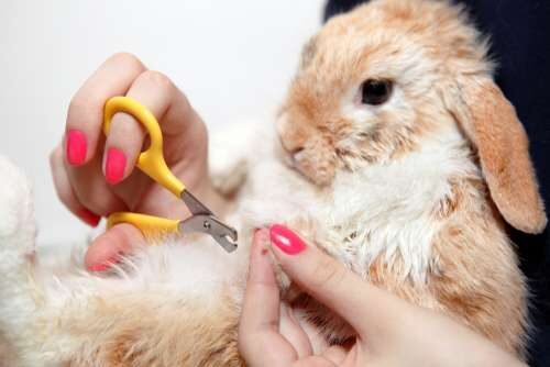 Cuándo cortar las uñas a un conejo