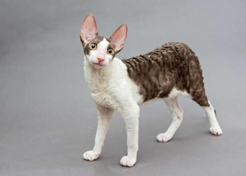 Gato cornish rex: características y cuidados