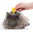 Cómo desparasitar a un gato y cada cuánto tiempo
