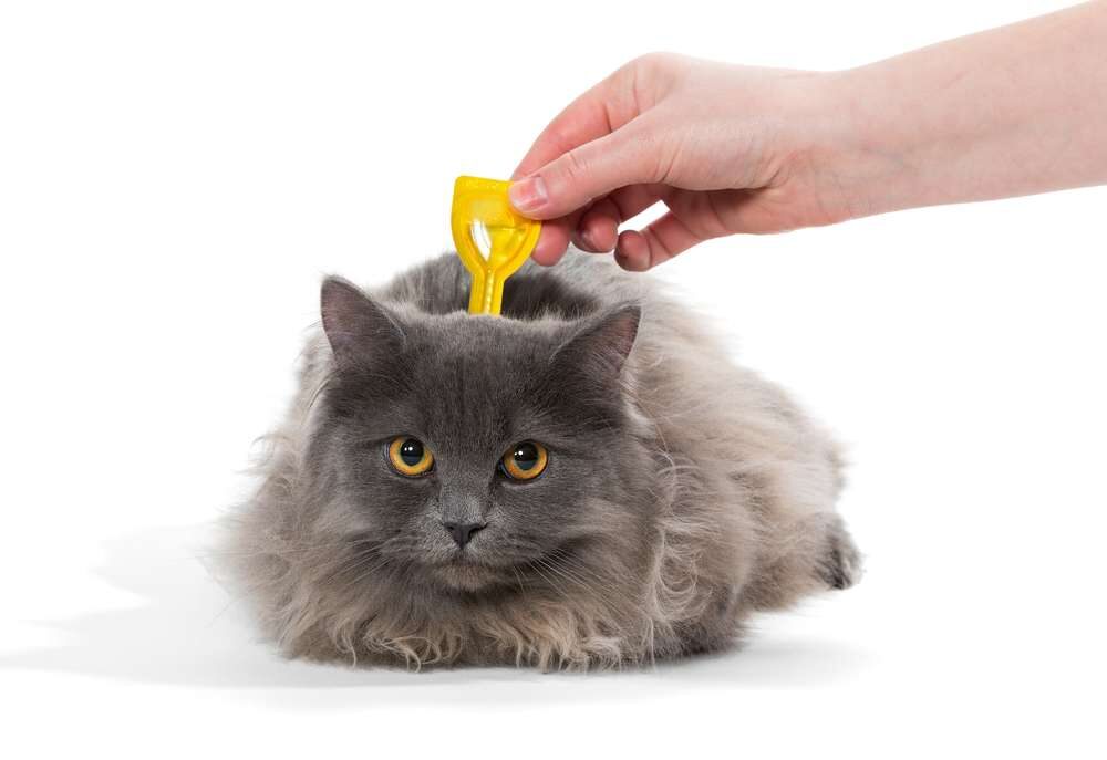 Cómo desparasitar a un gato y cada cuánto tiempo