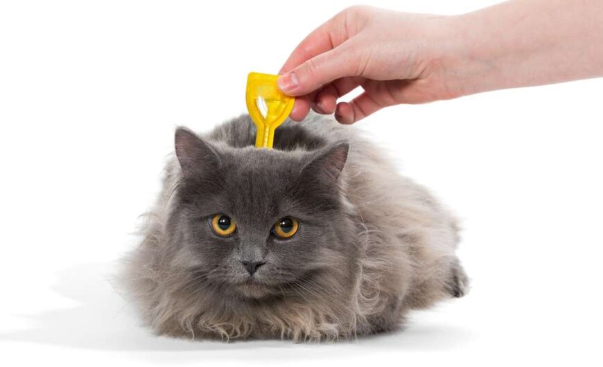 Cómo desparasitar a un gato y cada cuánto tiempo