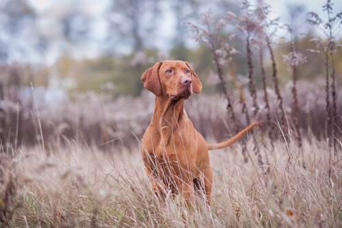 Braco húngaro o vizsla: características y cuidados