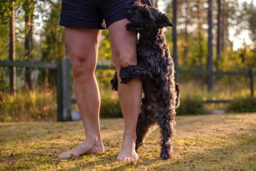 Por qué los perros montan cosas