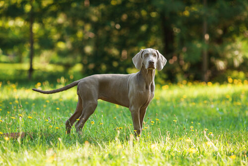 Características del braco de Weimar o weimaraner